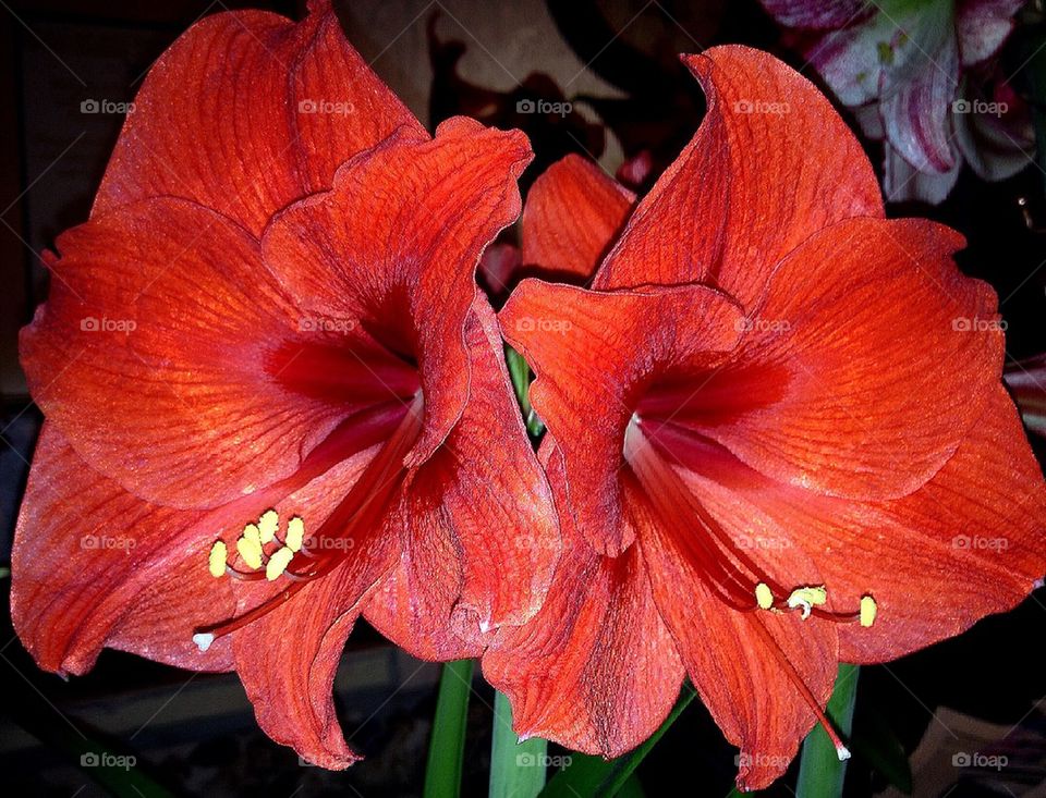 Red Orange Ammaryllis