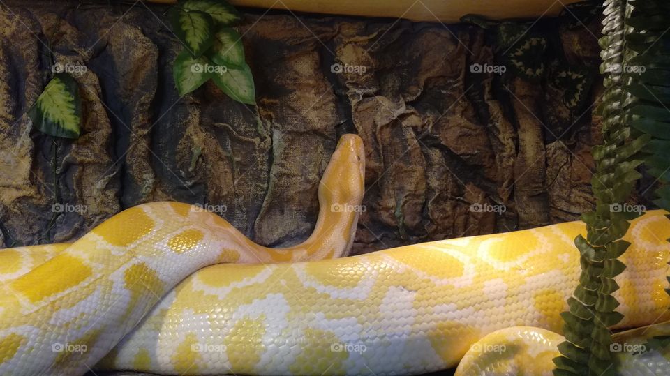 yellow snakes