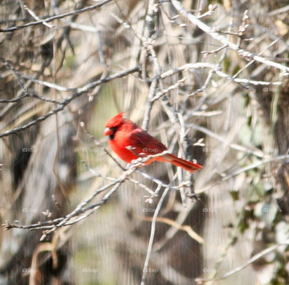 Redbird