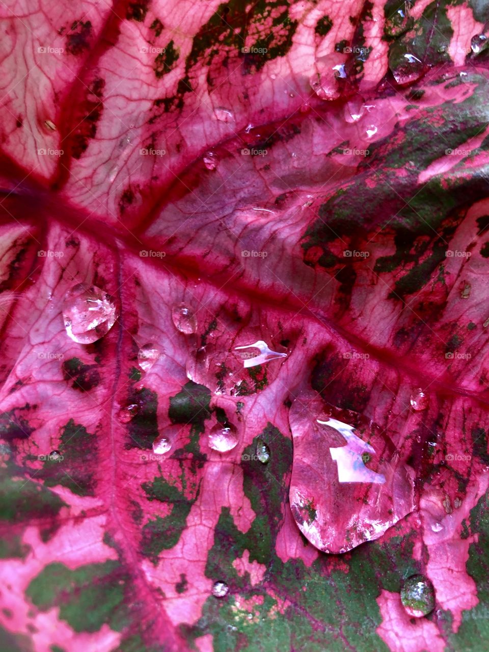 Closeup abstract of colorful pink and green foliage wet with rain