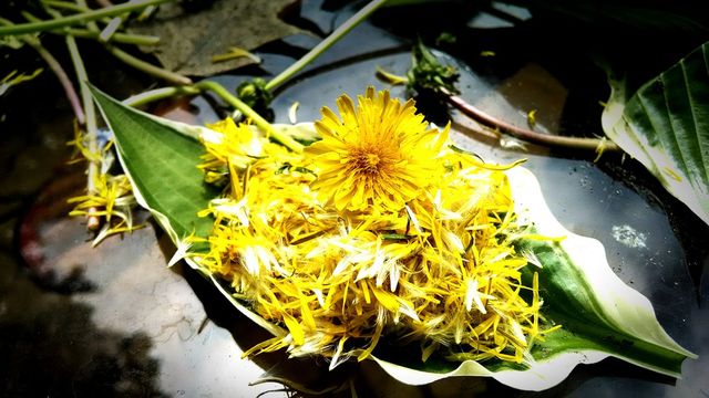 dandelion