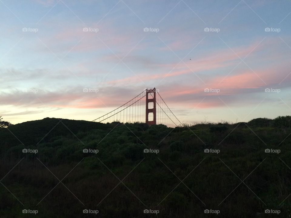 Golden bridge in forest