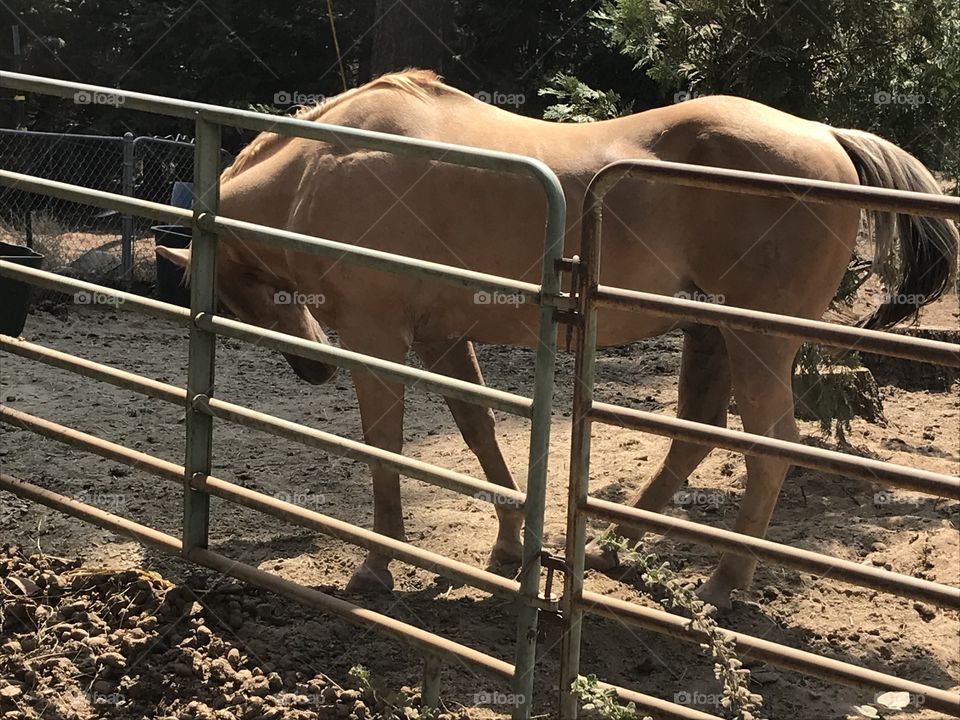 A horse in a corral. A magnificent animal whose hide nearly blends in with the dirt ground.