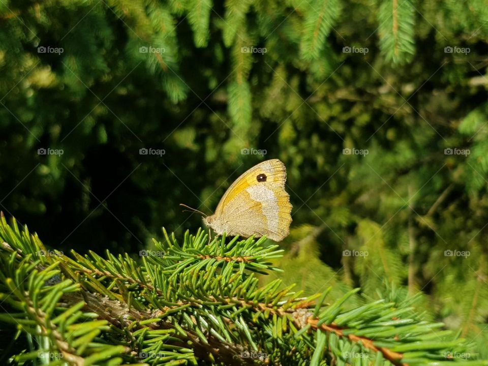 yellow butterfly