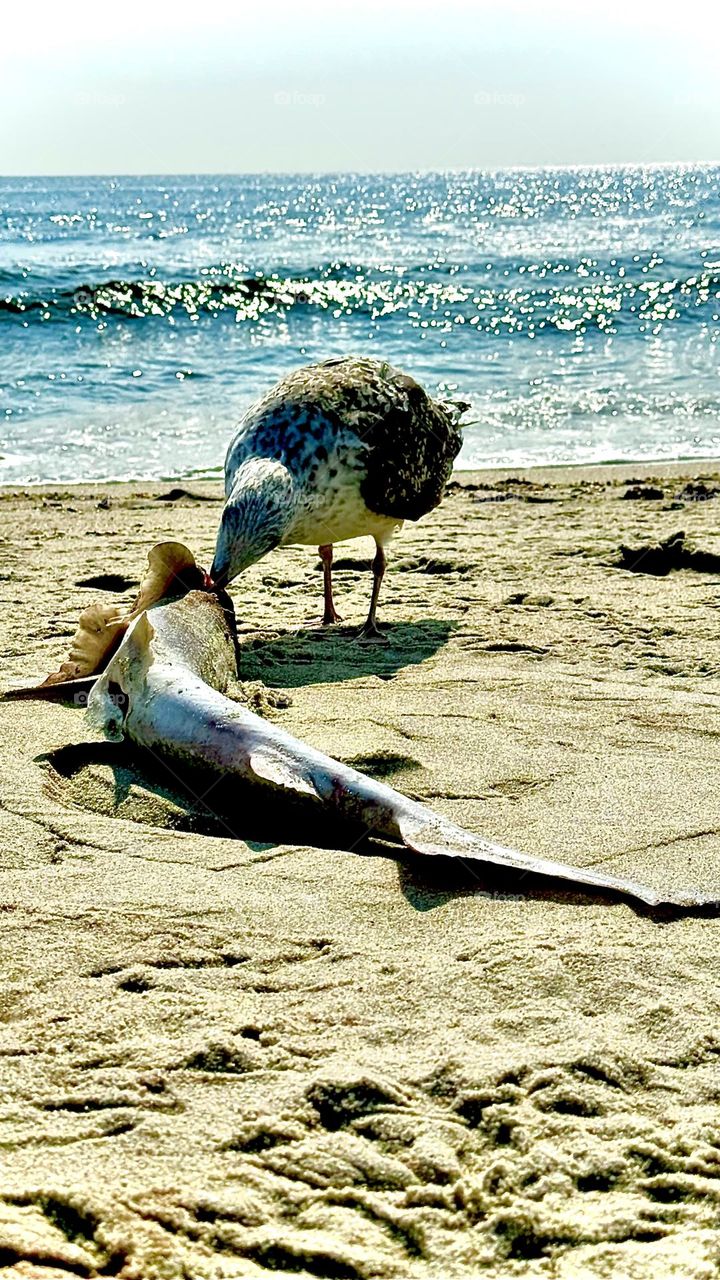 Little shark and seagull
