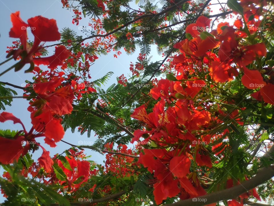 a image of gulmoher blooming flowers from Telangan