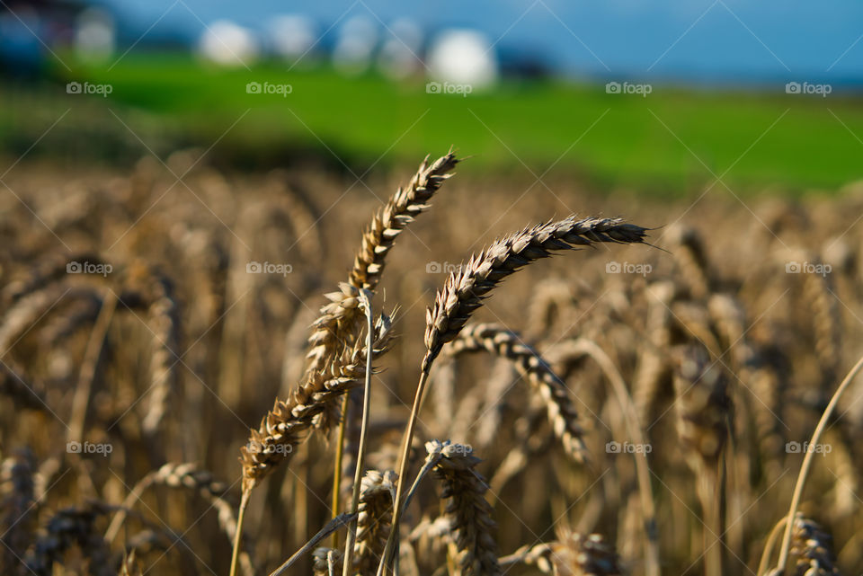 Wheat fields