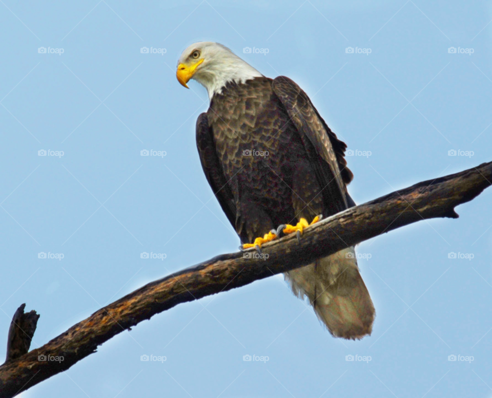 bird eagle bald raptor by lightanddrawing