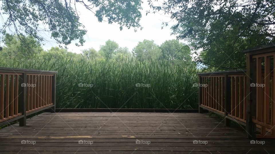 Reeds By The Dock