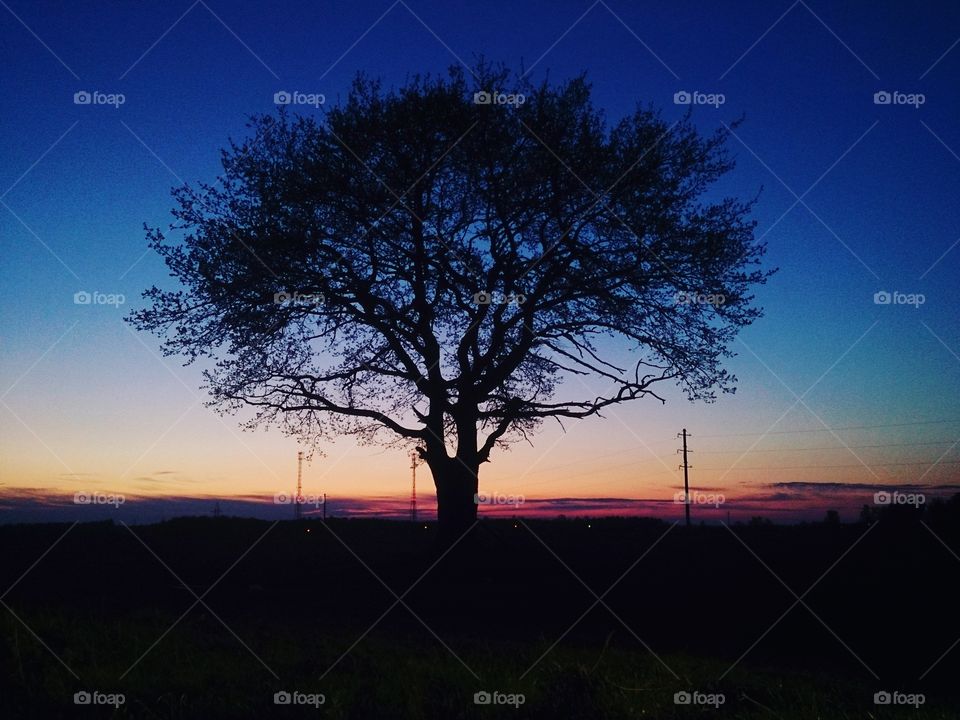 Oak in sunset
