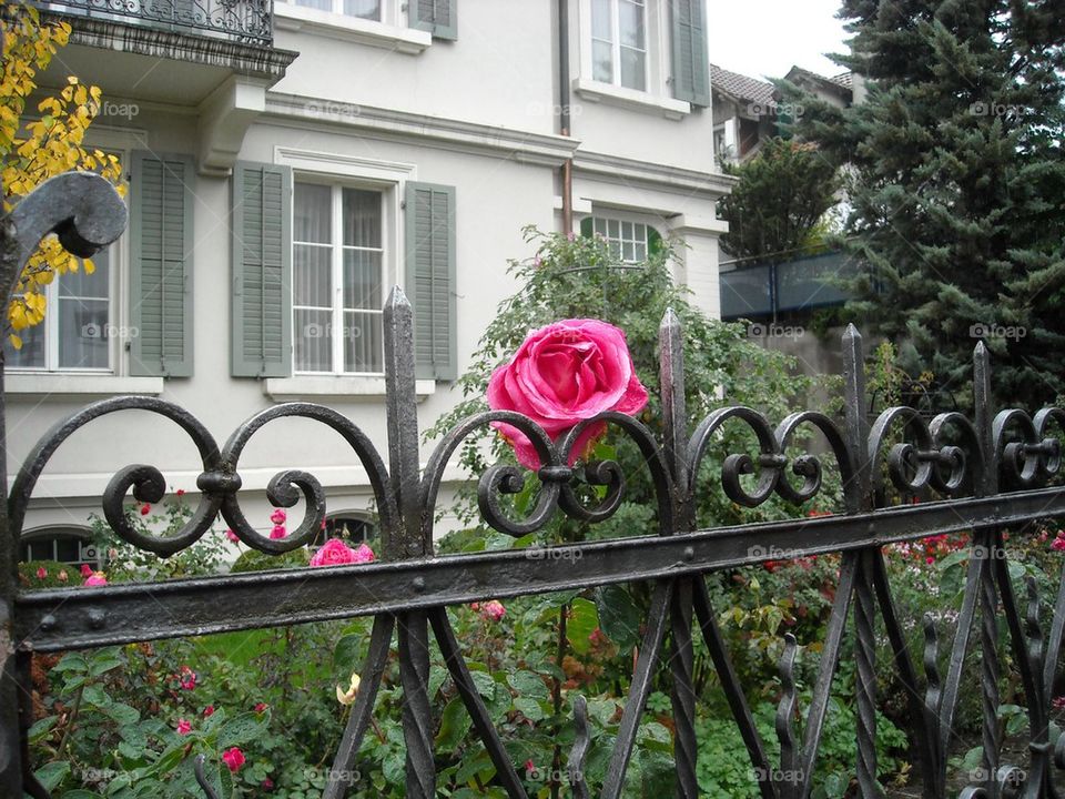 Rose in Interlaken