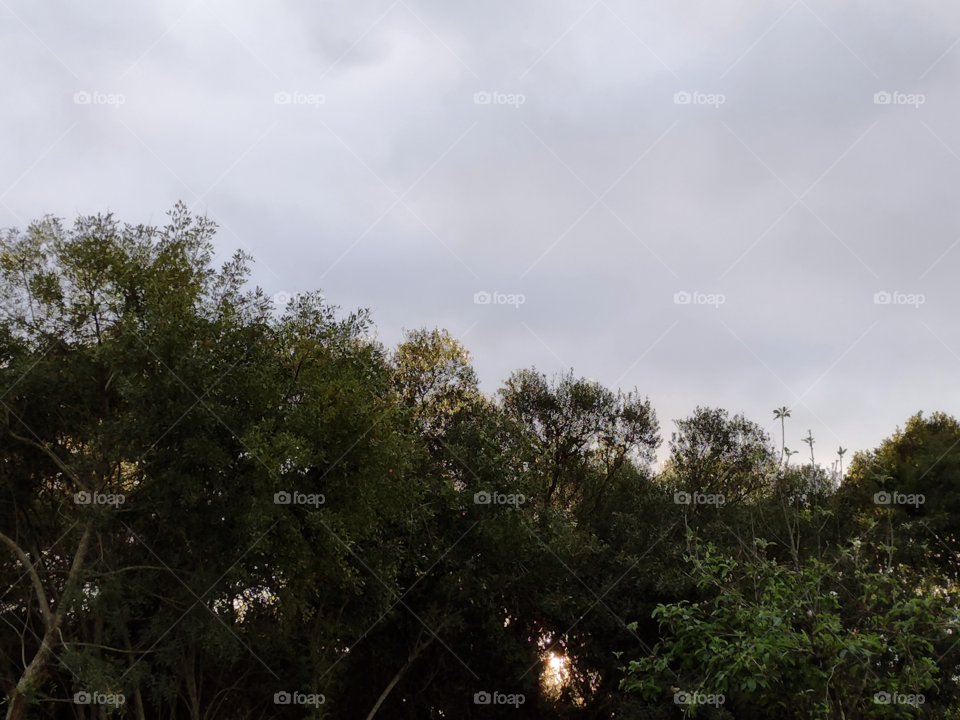 tree and sky with clouds