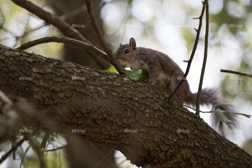 Squirrel 