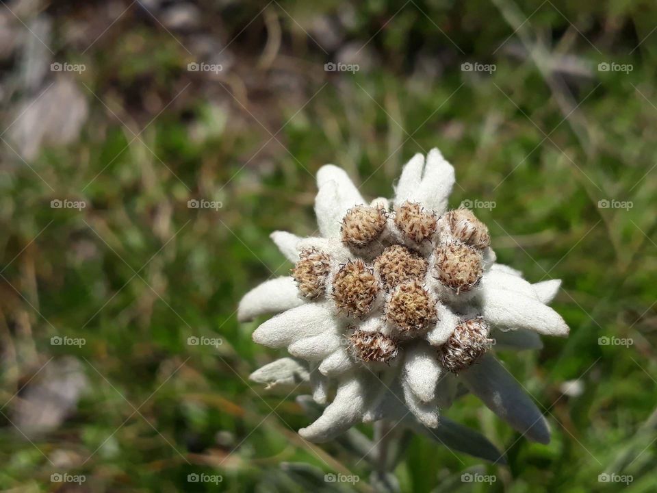 Searching for unique.