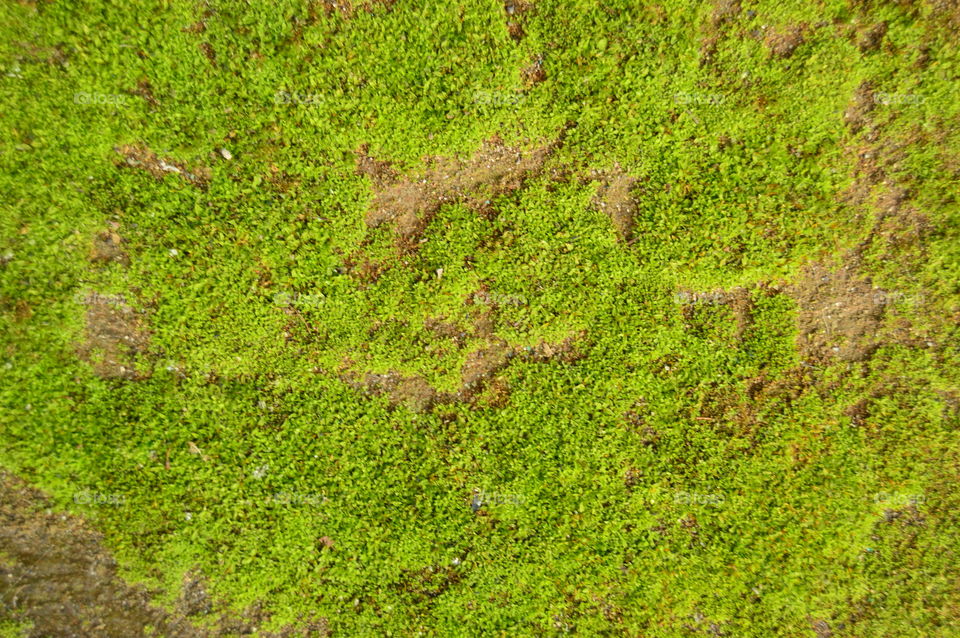 texture, background, green, moss, earth, grass,