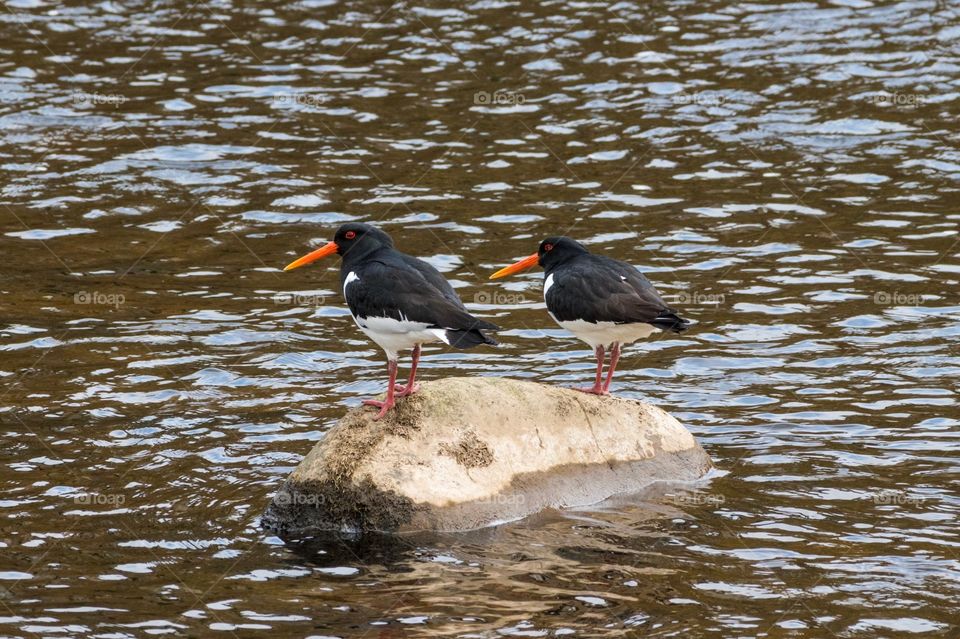 Pair of oystercatchers in Clitheroe