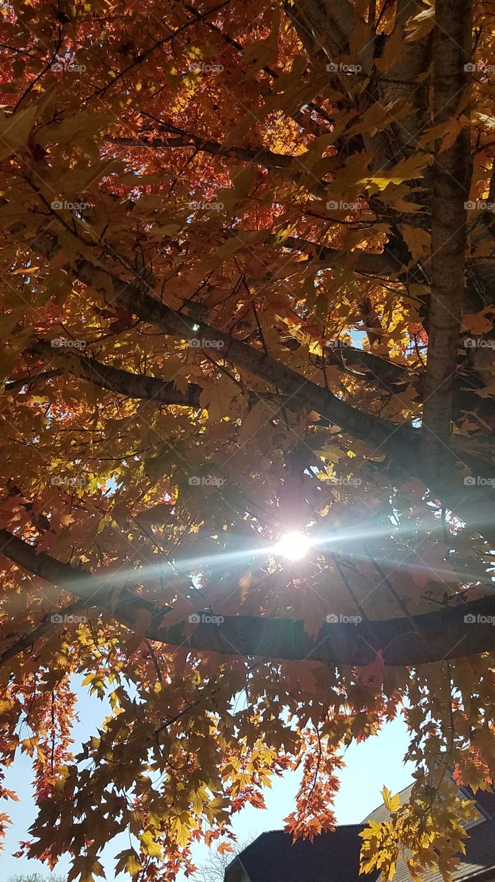 Fall afternoon colors