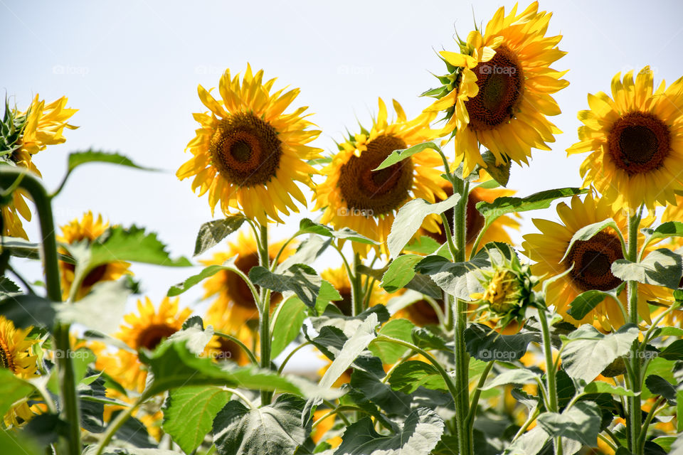 Sunflower, Nature, Summer, Flora, Flower