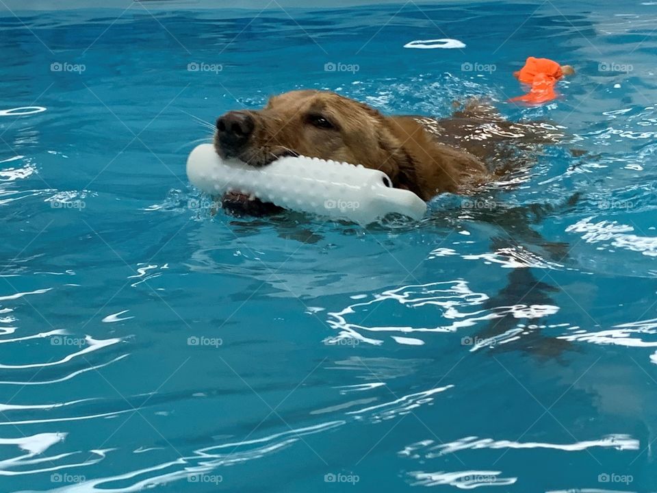 Yellow lab retrieving in pool