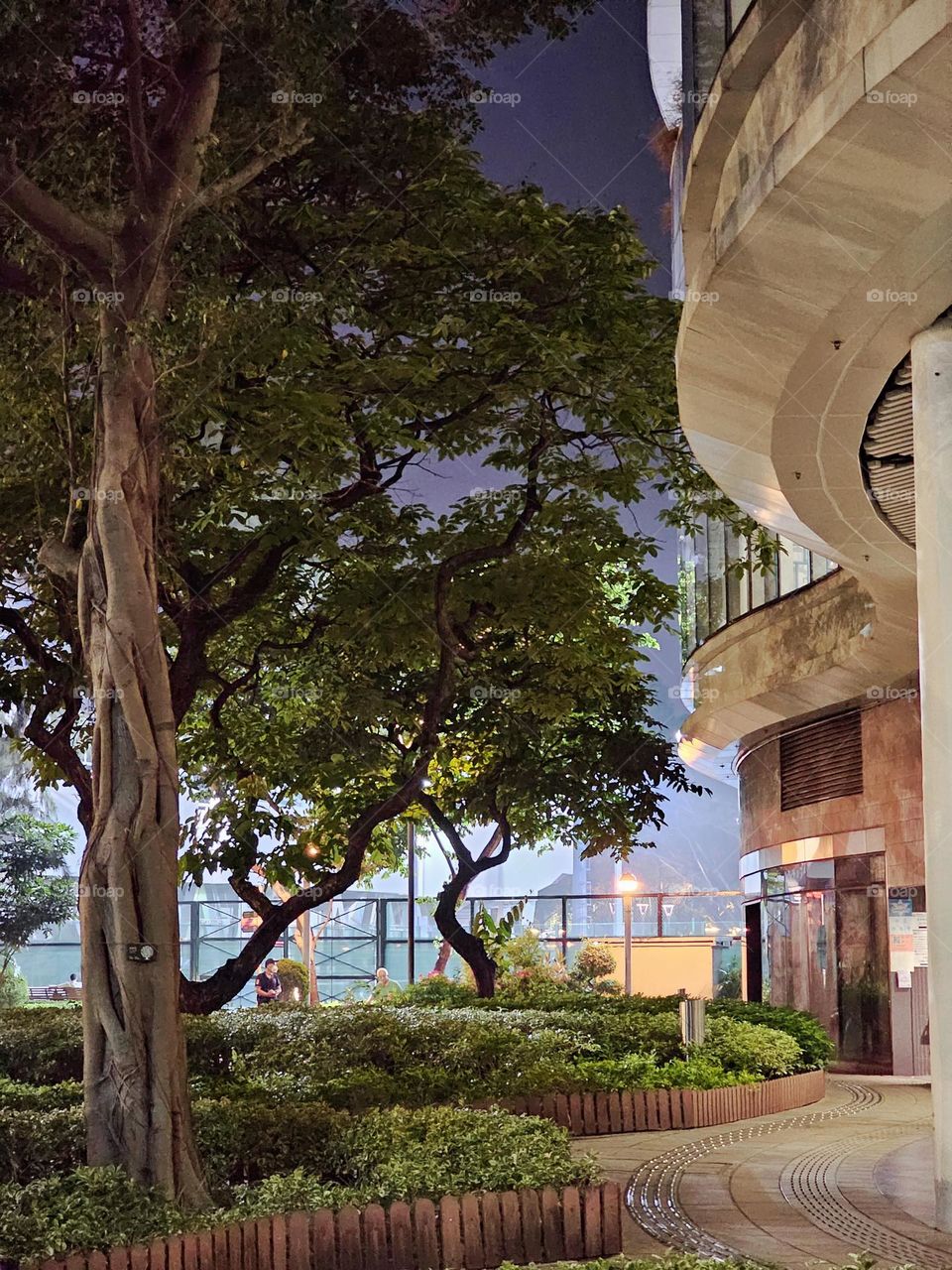 urban plants of trees and bushes in the park