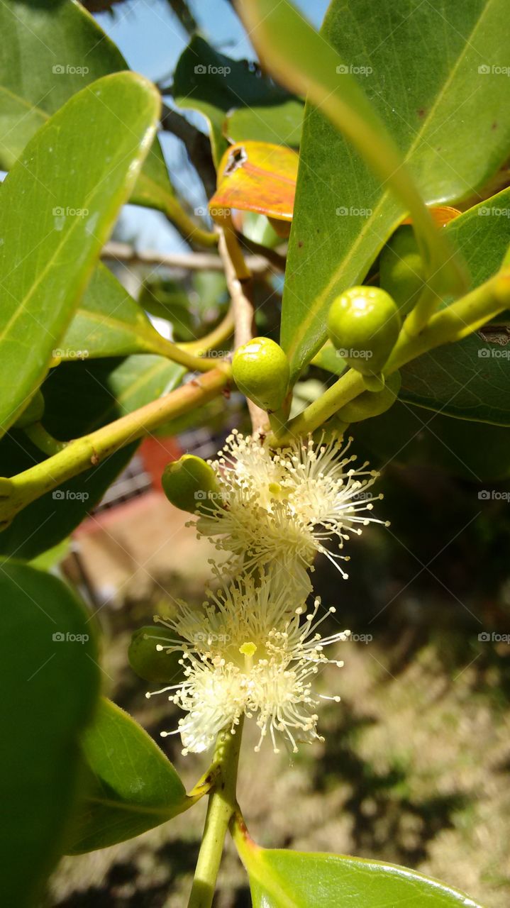 flora brasileira planta nativa brasileira Araçá comestivrl