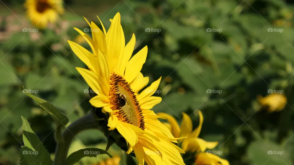 Bee on an open flower