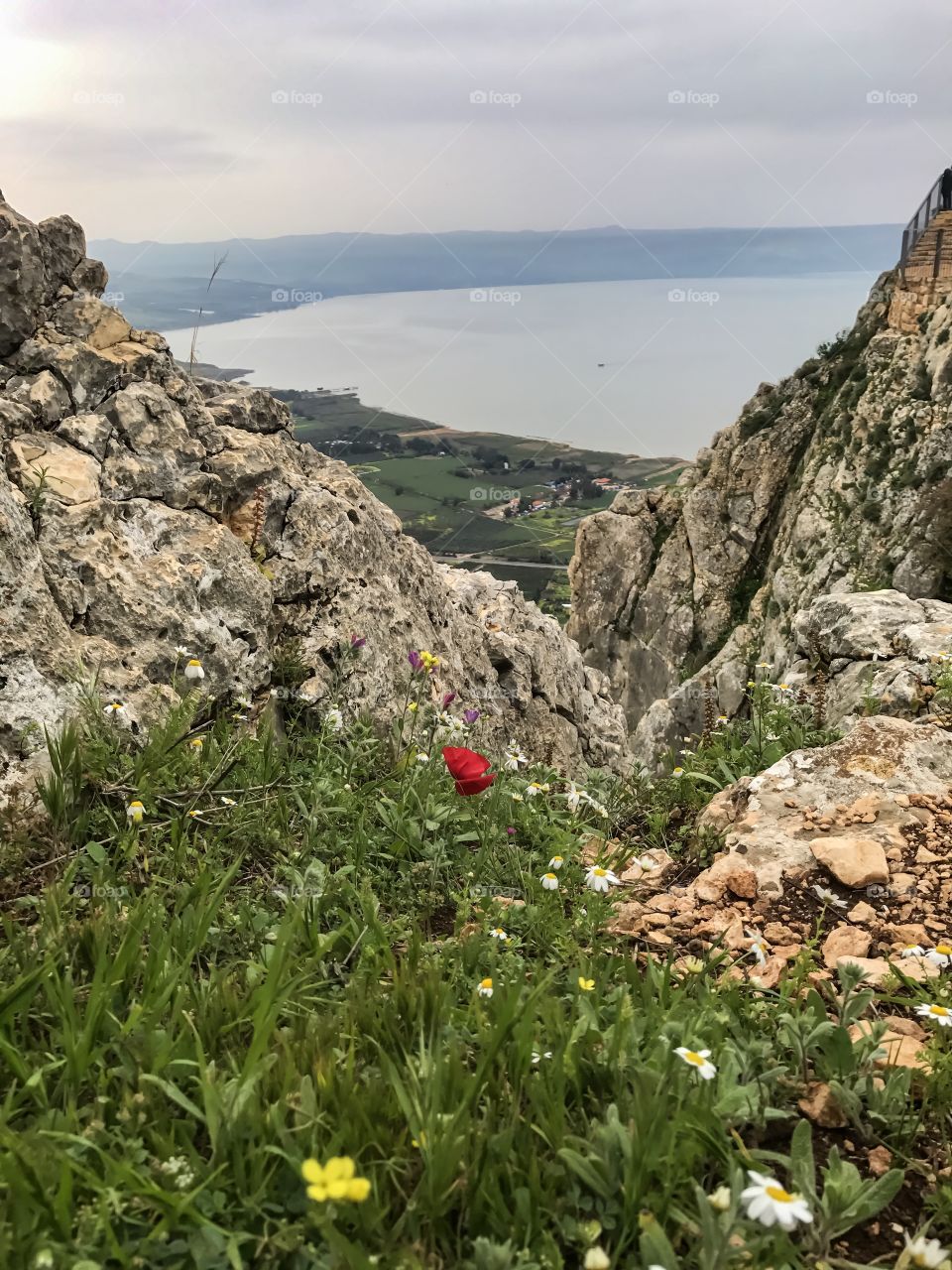 Nature Landscape Wild Flowers in Galilee, Israel. 