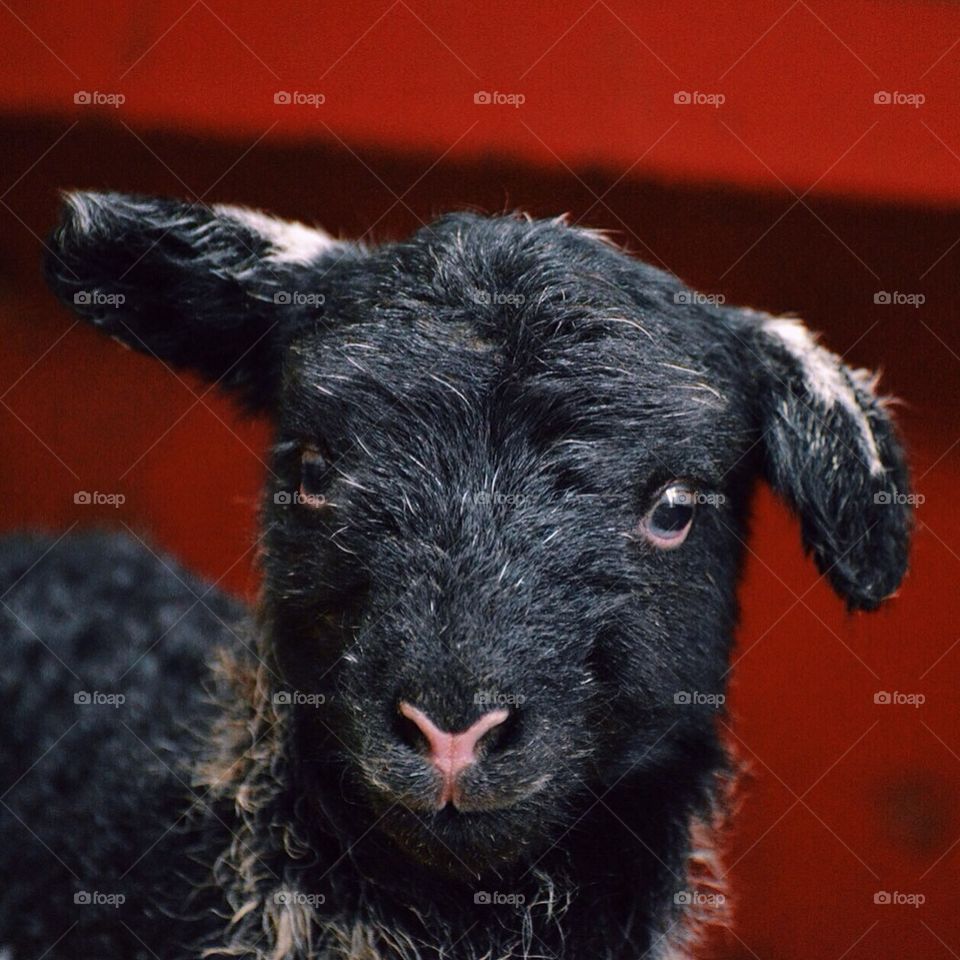 Herdwick lamb