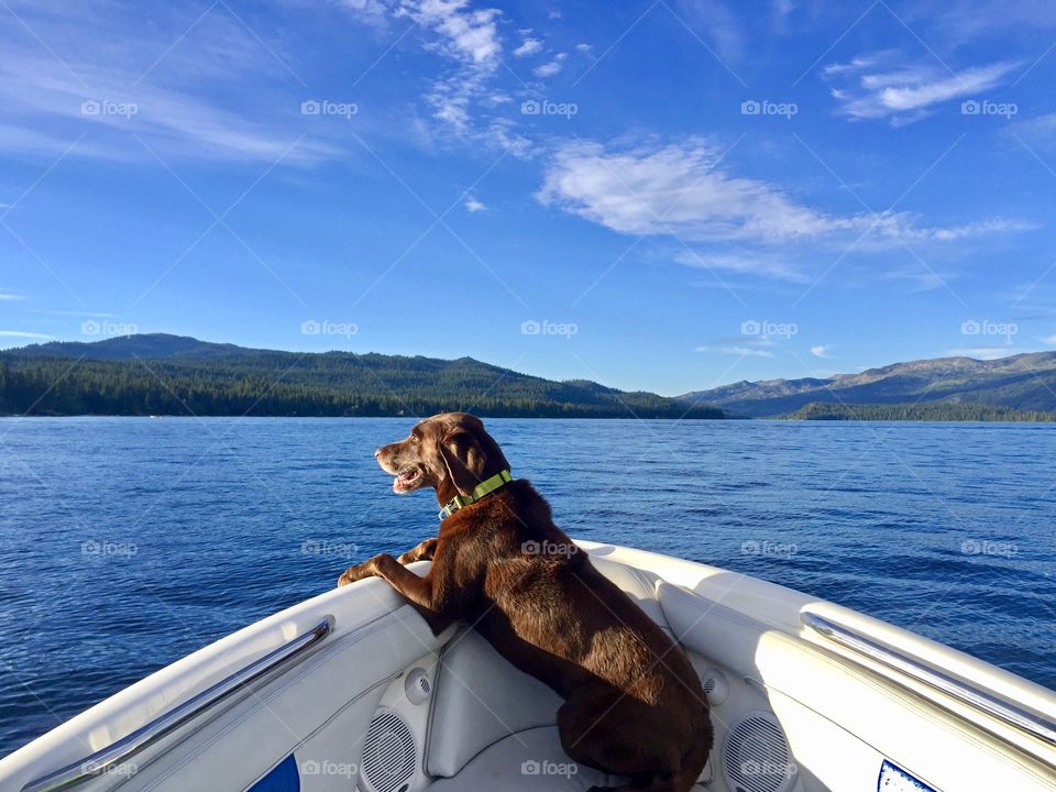 Chocolate lab perched at the edge of a Mastercraft wake surfing boat on Payette Lake in McCall, Idaho. 