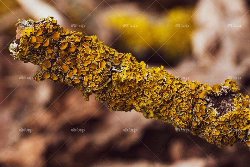 a piece of wood covered in yellow mold, in a forest near Bucharest