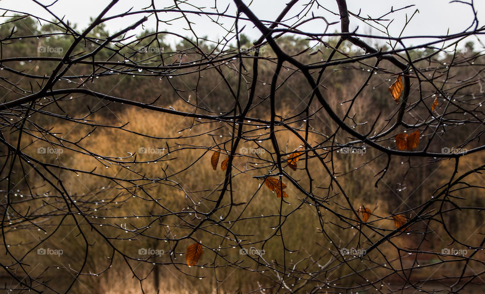 Drops hanging on the branches of trees