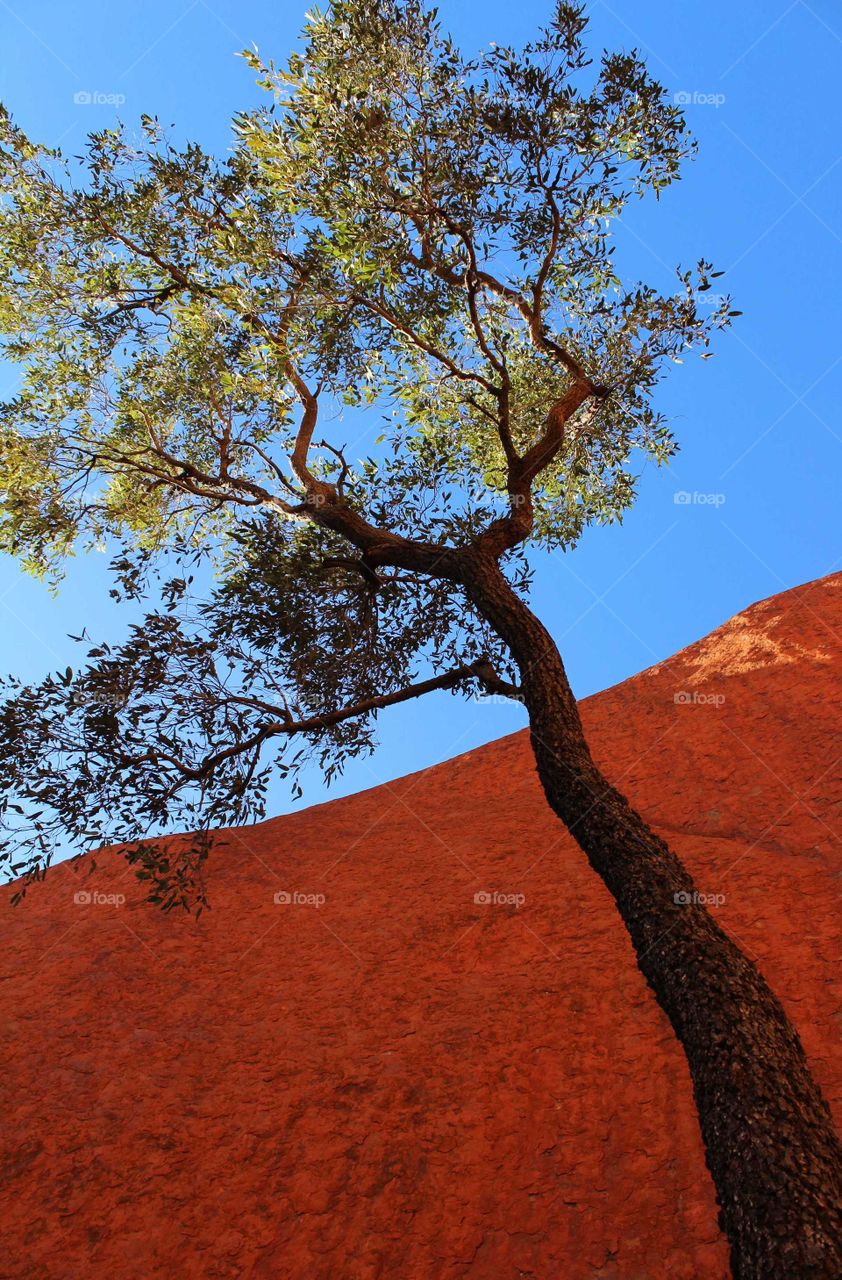 Aussie gum against the red earth of Uluru