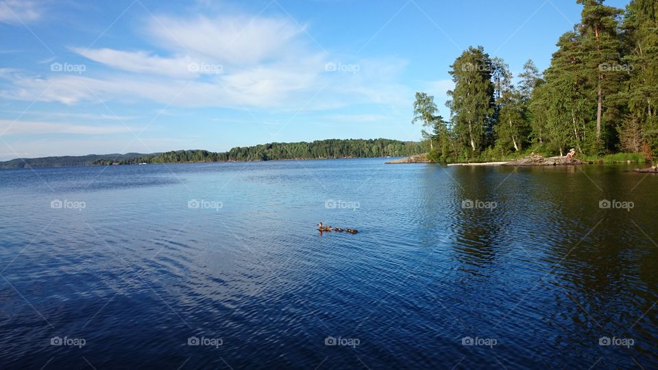 Lake in Summertime in Sweden 