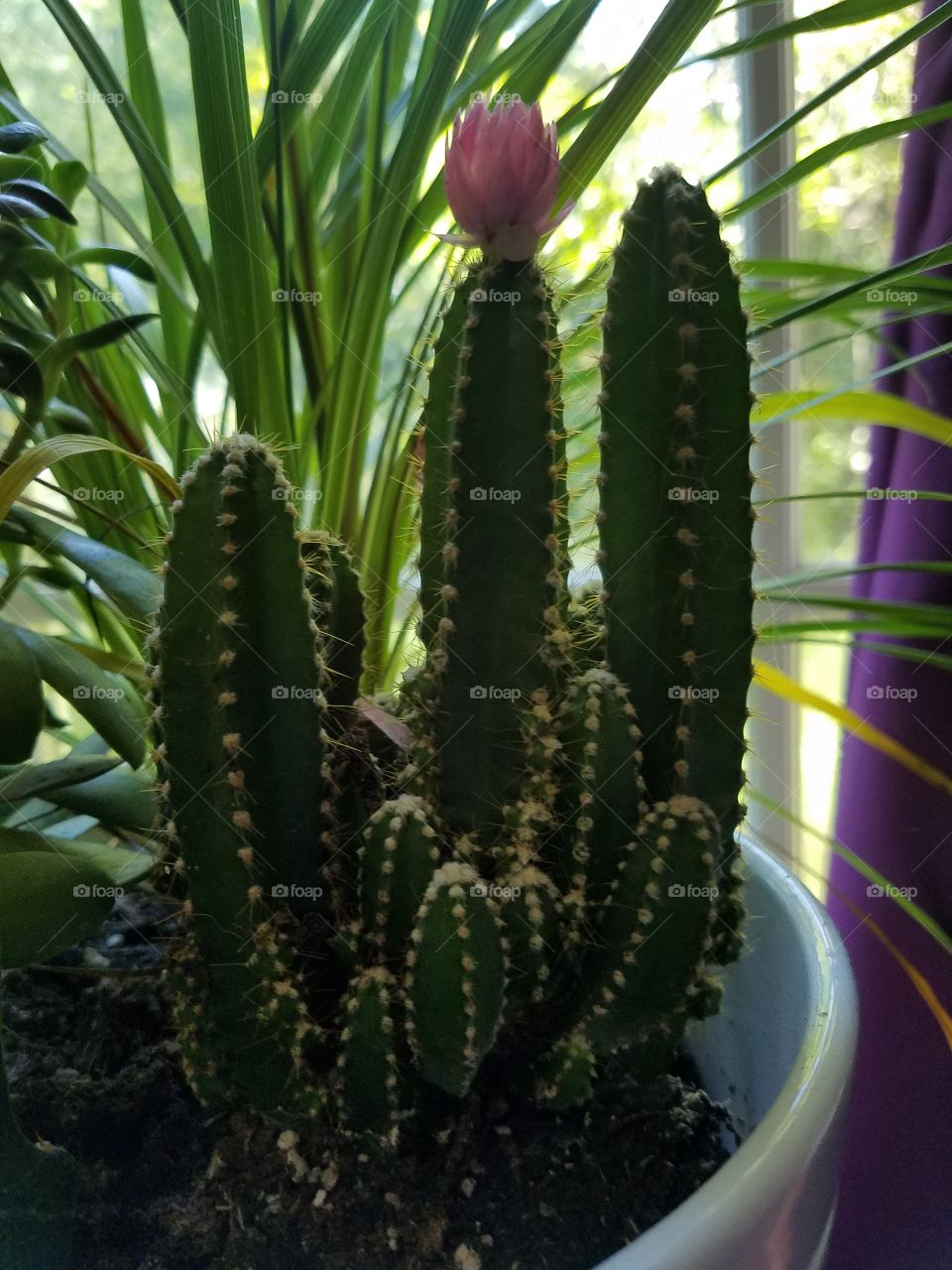 Indoor Succulent Cacti Spike Planter Houseplant