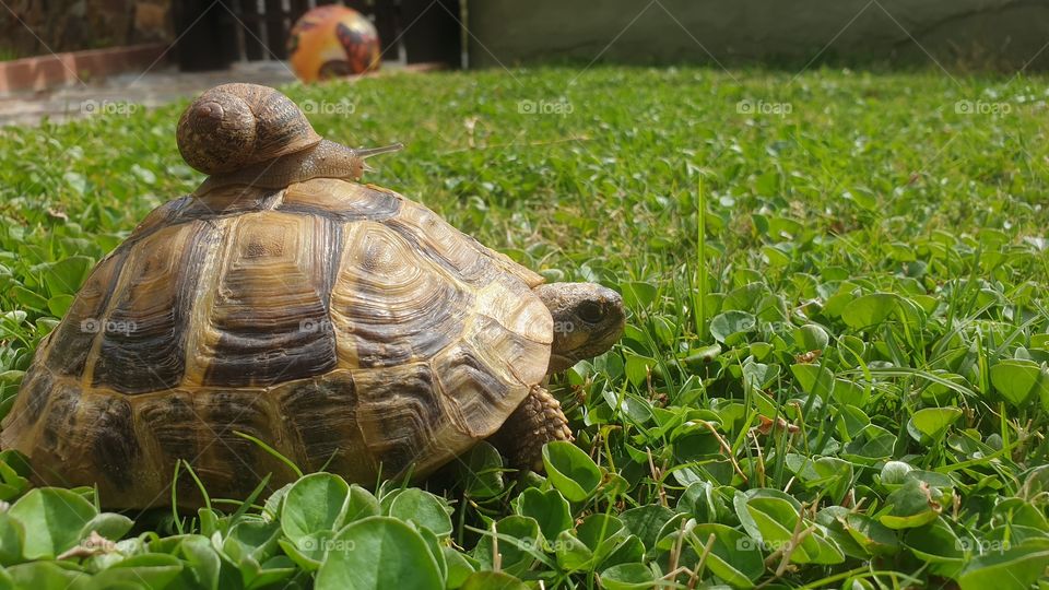 passage with tortoise