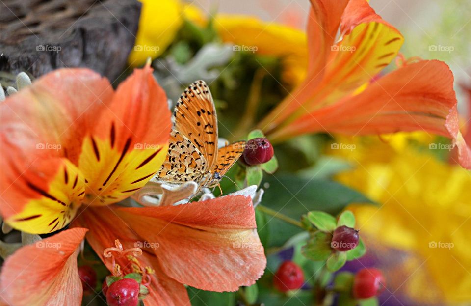 Butterfly on background of Flowers