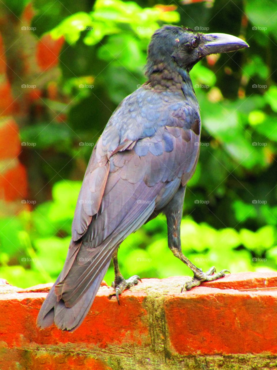 beautiful black Indian jungle crow or Corvus culminatus