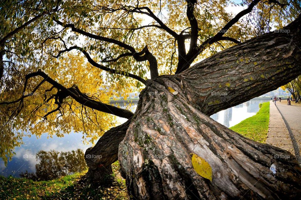 Wide branching tree next to the river in Autumn season 