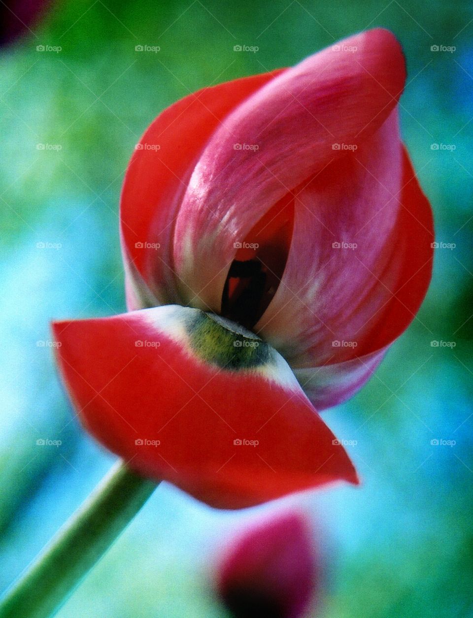 Tulip