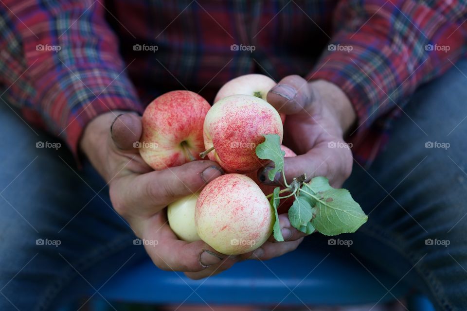 male hands with apple