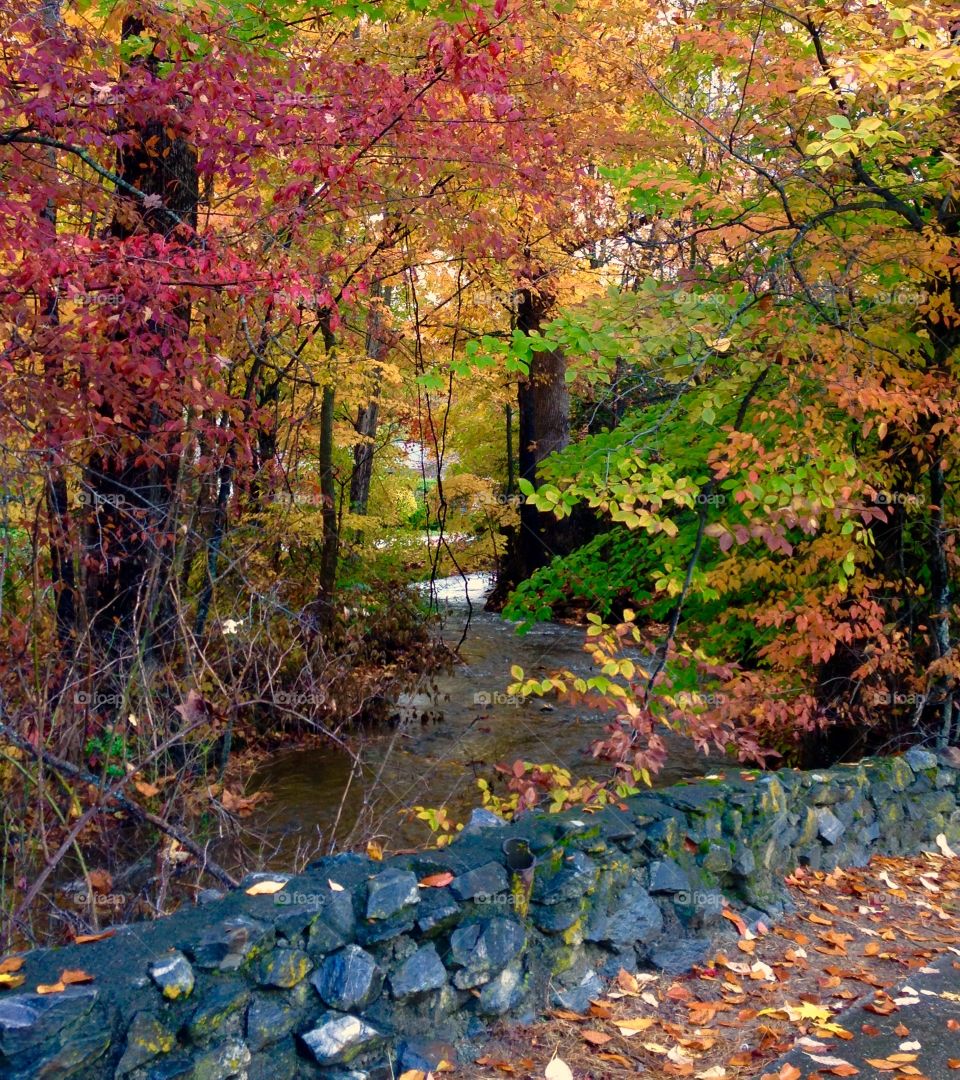 Flowing stream in forest