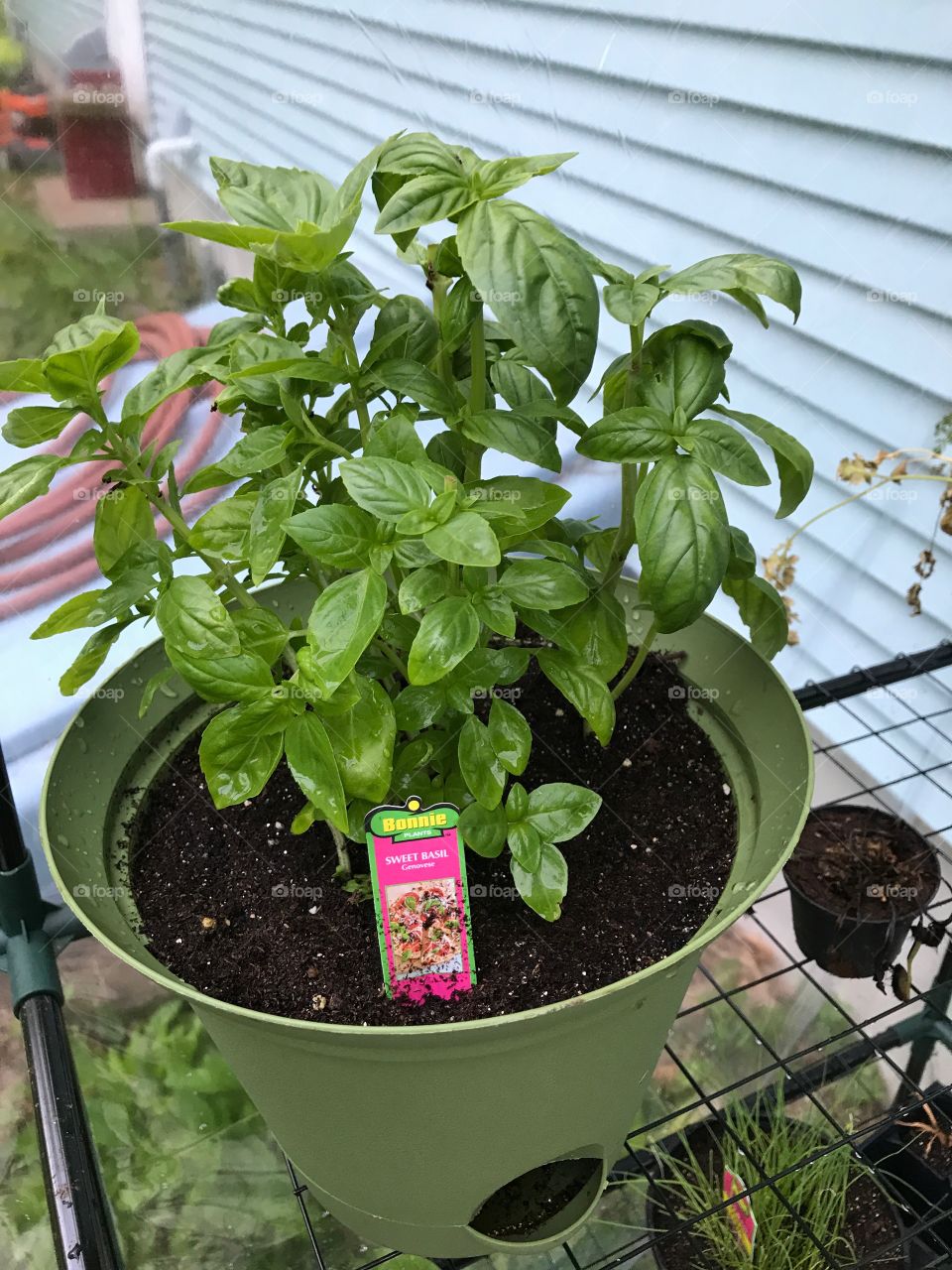 Basil plant growing in greenhouse
