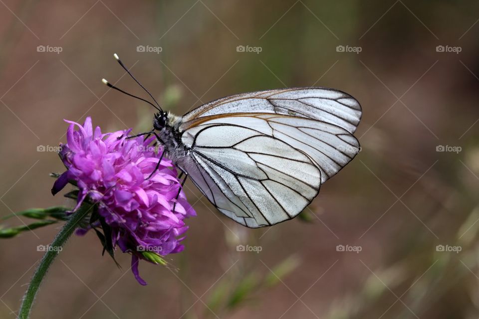 Black-veined White