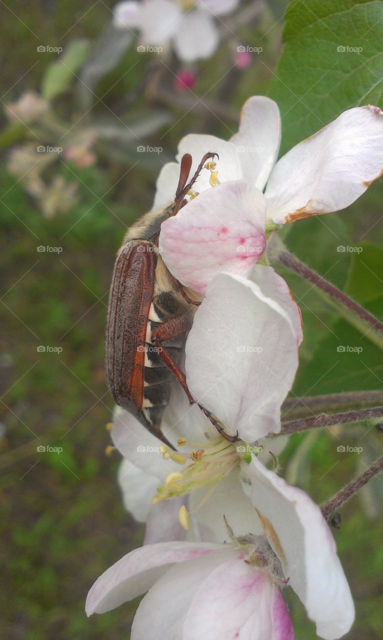 Flower, Nature, Tree, Flora, Garden