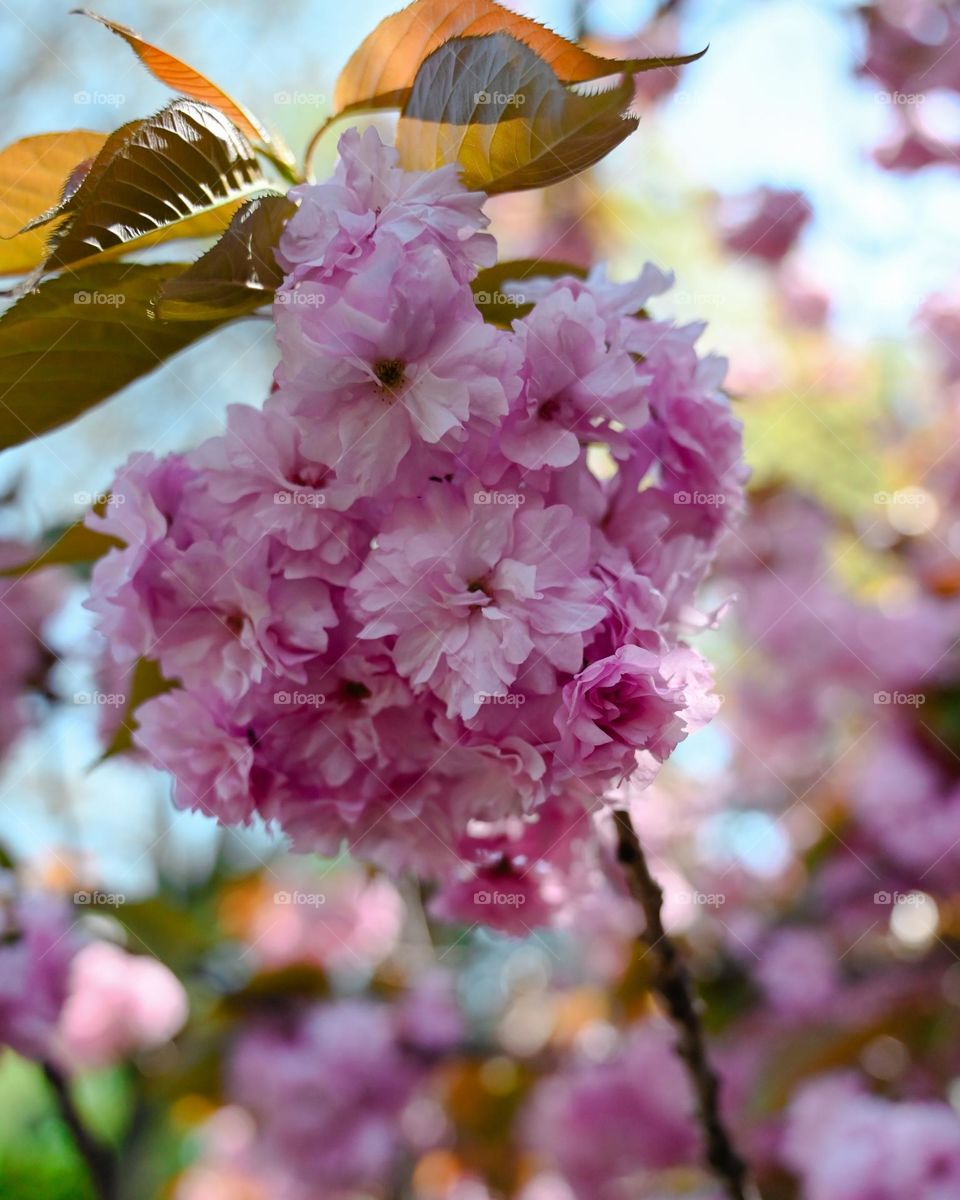 Cherry blossom 🌸