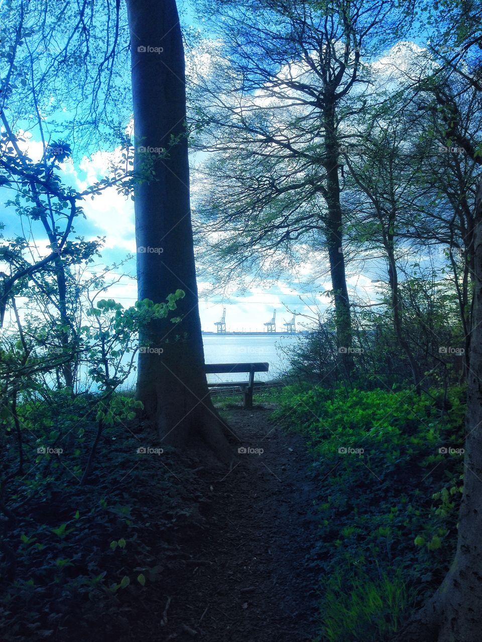 "A Room with a View". View to Aarhus Port,my favourite place,beautiful view,forest,fairytale mood,spring,nature,natural beauty