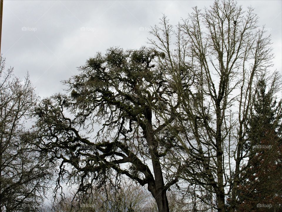 winter trees