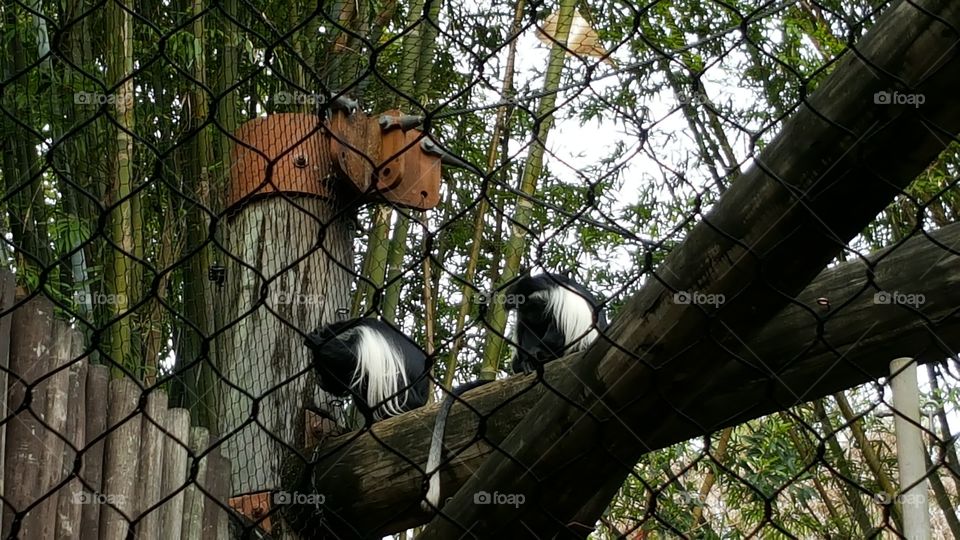 A duo of monkeys flaunt their fabulous hair at Animal Kingdom at the Walt Disney World Resort in Orlando, Florida.