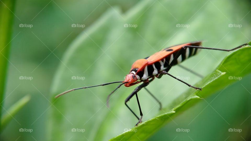 A red cotton stainer bug is foraging on the leaf. Look at the red color! It's very bright. The black and white stripes are beautiful too.