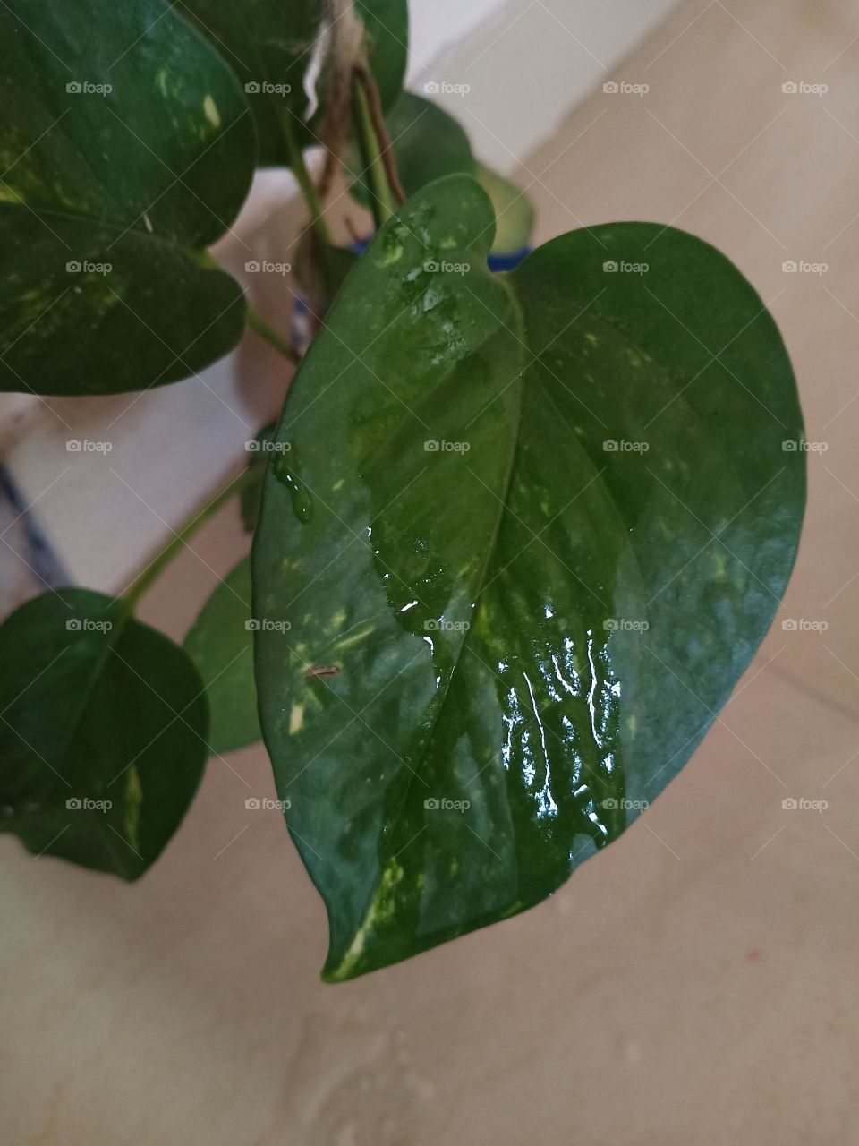 money plant leaf